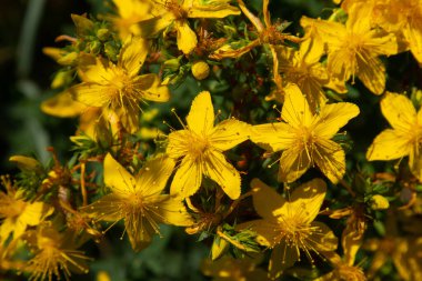 Aziz Johns otunun çiçekleri, Hypericum perforatum,