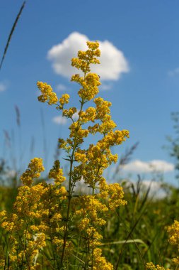 Hanımefendinin yatak kamışının sarı çiçekleri, Hollanda bahçesindeki sarı karyoladan yapılmış Galyum verum. Rubiaceae ailesi. Yaz, Ağustos, Hollanda.