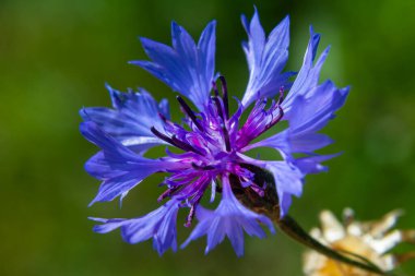 Centaurea siyanus tarlalarımızda yaygın bir çiçektir..