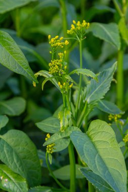 Su yabanturpu Rorippa vahşi doğada yetişir..