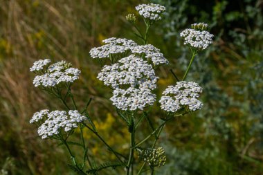 Uçan taşikardili Achillea Millefolium.