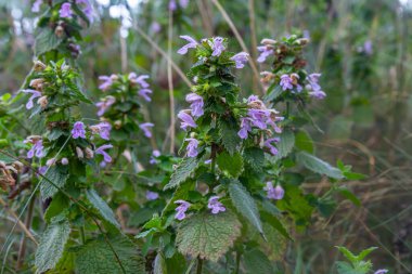 Hluchavka Lamium Tryphon Tournesol, pembe.