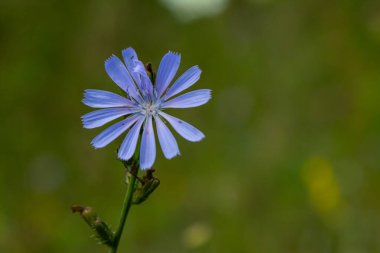 Vahşi doğada güzel hindiba çiçekleri yetişir. Yabani bitkilerin tarlası. Yeşil bulanık doğal arkaplan.