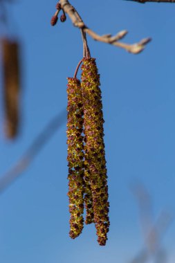 Siyah alnus glutinosa 'nın erkek catkins ve dişi kırmızı çiçekli küçük bir dalı. İlkbaharda çiçek açan kızılağaç. Güzel doğal arka plan. Temiz küpeler ve bulanık arka plan..