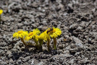 Tussilago farfara, papatya familyasından Asteraceae familyasına ait bir bitki türü. Güneşli bir bahar gününde bir bitkinin çiçekleri.