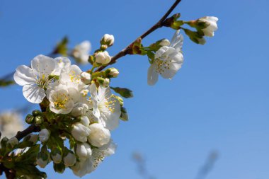 Mavi gökyüzünün altındaki ağaçta kiraz çiçeklerinin güzel dallarının seçici odak noktası, ilkbahar mevsiminde Sakura çiçekleri, çiçek desenleri, doğa arka planı..