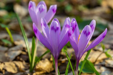 Crocus heuffelianus ya da Crocus vernus 'un dev krokusu ile kapatın. Ormanda açan mor çiçek..