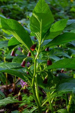 Scopolia Carniolica, Solanaceae familyasına ait zehirli bir bitki türü..