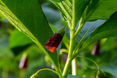 Scopolia Carniolica, Solanaceae familyasına ait zehirli bir bitki türü..