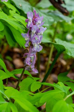 Ormanda ilkbaharda Corydalis çiçek açar..