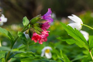 Yeşil yapraklar üzerinde canlı ve parlak pulmonarya çiçekleri yakın plan.