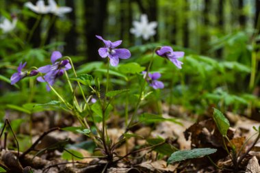Viola odorata. Kokulu olsun. İlkbaharda açan mor çiçek ormanı. İlk bahar çiçeği, mor. Vahşi menekşeler.