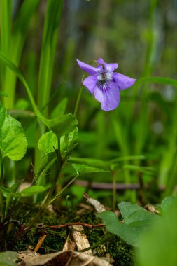 Viola odorata. Kokulu olsun. İlkbaharda açan mor çiçek ormanı. İlk bahar çiçeği, mor. Vahşi menekşeler.