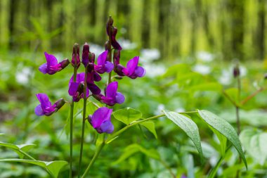 Lathyrus vernus çiçek, erken bahar vechling çiçek blosoom ve yeşil yaprakları büyüyen ormanda, makro.