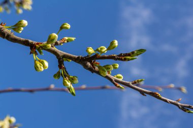 White plum blossom, beautiful white flowers of prunus tree in city garden, detailed macro close up plum branch. White plum flowers in bloom on branch, sweet smell with honey hints.