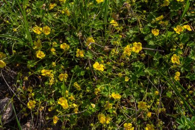 Sararmış Cinquefoil çiçekleri, Potentilla reptans veya Kriechendes Fingerkraut olarak da bilinir..