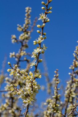 White plum blossom, beautiful white flowers of prunus tree in city garden, detailed macro close up plum branch. White plum flowers in bloom on branch, sweet smell with honey hints.