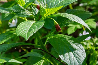 Scopolia Carniolica, Solanaceae familyasına ait zehirli bir bitki türü..