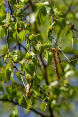 Yeşil yapraklı ve küpeli bir huş ağacı dalı. Bahar çiçekleri ve polenden kaynaklanan alerjiler.