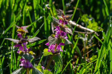 Benekli, ölü lamium maculatum pembe çiçekleri. Bahçedeki şifalı bitkiler.