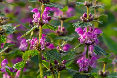 Benekli, ölü lamium maculatum pembe çiçekleri. Bahçedeki şifalı bitkiler.