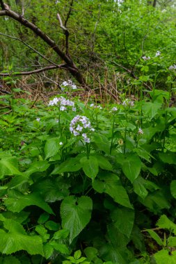 İlkbaharda, Lunaria rediviva ormanda doğada çiçek açar..