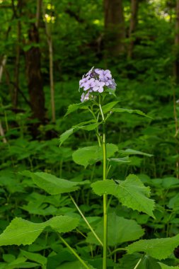 Lunaria rediviva, uzun ömürlü dürüstlük olarak bilinir. Çiçek açmış güzel açık mor çiçekler..