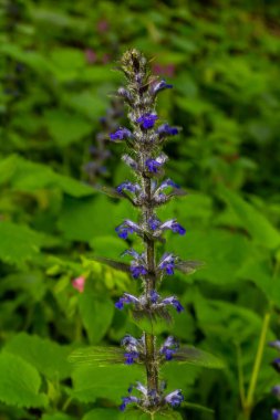 Ajuga Reptans Atropurpurea 'nın ilkbaharda çekilmiş mavi çiçekleri. .