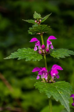 Benekli, ölü lamium maculatum pembe çiçekleri. Bahçedeki şifalı bitkiler.