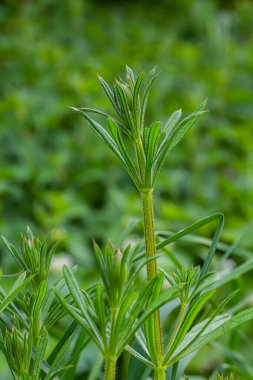Cleavers Galium aparini geleneksel tıpta idrar söktürücü, lenf sistemi bozukluklarının tedavisinde ve detoksifikatör olarak kullanılmıştır..