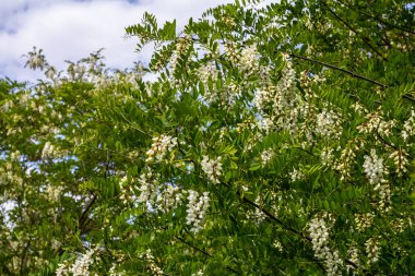 Bal arısı, akasya çiçeğinden nektar toplar. Çiçek açan akasya kümeleri. Ballı bahar bitkisi. Nektar toplayın. Kara çekirge dalları, Robinia psödoacia, sahte akasya..