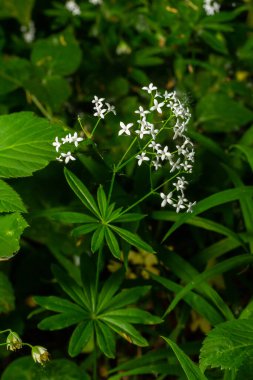 Woodruff, Galium odoratum ormanda yetişen bir baharat ve tıbbi bitkidir..
