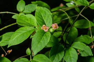 Küçük çiçekler Euonymus verrucosus veya iğ ağacı.