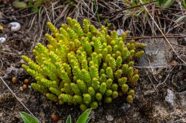 Müller tohumları orman yatağında. Sedum dönümü. Tarlada yetişen sarı çiçekler.