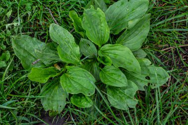 Büyük Plantain, Waybread Plantago ana ağacı ve Tayland bitkisinin ortak Plantain 'da tıbbi özellikleri vardır..