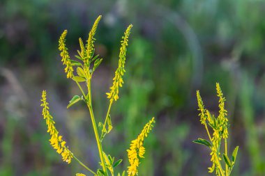 Vahşi bloom Melilotus officinalis - bal, uçucu yağ ve tıbbi bitki.