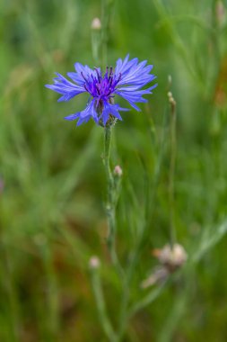 Centaurea siyanus tarlalarımızda yaygın bir çiçektir..
