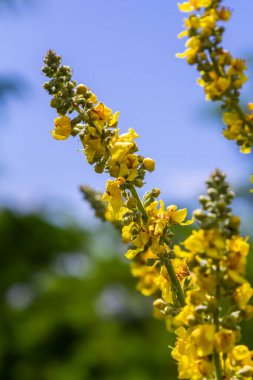 Sıhhiye ve şifalı bitki olarak kullanılan verbascum nigrum bitkisinin soluk sarı çiçekleri şifalı bahçede yetişir..