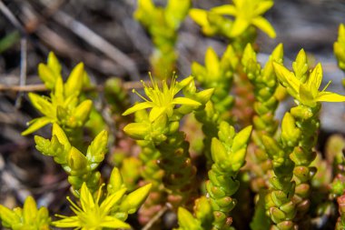 Müller tohumları orman yatağında. Sedum dönümü. Tarlada yetişen sarı çiçekler.
