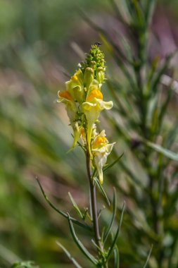 Flaxseed or wild snapdragon Linaria vulgaris is a medicinal herb. Wildflowers inflorescence.