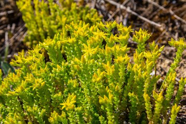 Müller tohumları orman yatağında. Sedum dönümü. Tarlada yetişen sarı çiçekler.