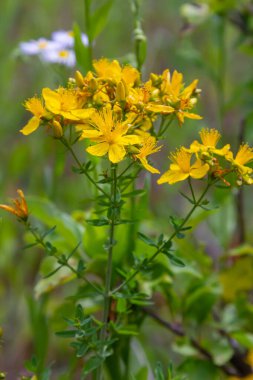Aziz Johns otunun çiçekleri, Hypericum perforatum,