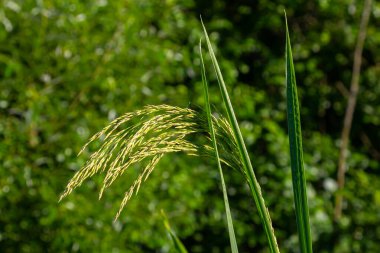 Nehrin kıyısında ve sularda, yem tanecikli gliseria maxima yetişir..