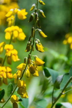 Lembotropis Nigrican 'lar doğada yetişir. Cyni Süpürgesi Çalı üzerinde sarı çiçeklerin narin bir dalı.