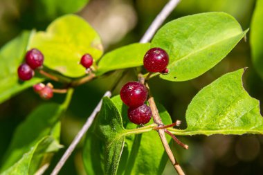 Festive Holiday Honeysuckle Branch with Red Berries Lonicera xylosteum.