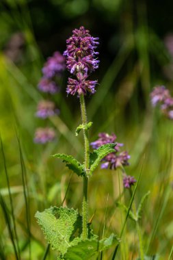 Mor leylak çayı. Kulübe bahçesinin doğal sınırında güzel bir süs bitkisi. Salvia verticillata - Mor Yağmur.