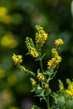 Vahşi bloom Melilotus officinalis - bal, uçucu yağ ve tıbbi bitki.
