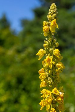 Sıhhiye ve şifalı bitki olarak kullanılan verbascum nigrum bitkisinin soluk sarı çiçekleri şifalı bahçede yetişir..