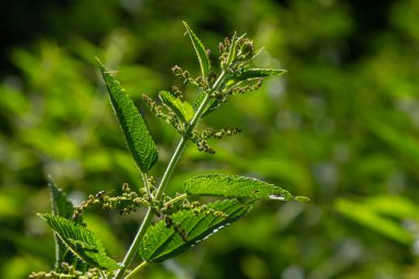 Urtica dioica ya da ısırgan otu, bahçede. Isırgan otu, kanama, idrar söktürücü, ateş düşürücü, yara iyileştirme, antiheumatik madde olarak kullanılan bir ilaç..