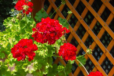 Sardunya kırmızı çiçekleri. Sardunya çiçekleri asılıyor, yakın çekim. Sardunya çiçekleri. Pelargonium peltatum çiçekleri. Büyüyen sardunyayı ev duvarına asmak.